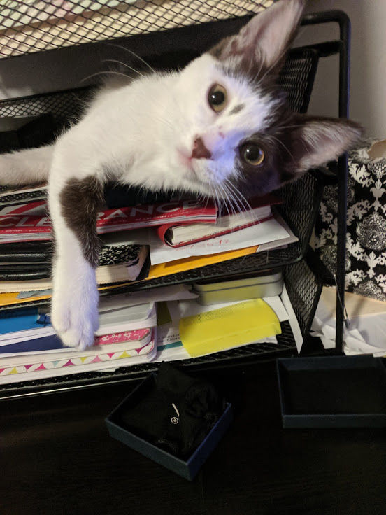 Pic of the Litter: Dottie
